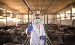 Portrait of veterinarian in white protective suit with hairnet and mask standing in pig pen and showing thumbs up at pig farm.